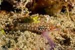 Gobiiformes