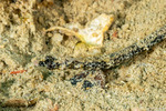 Syngnathinae