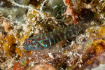 Gobiiformes