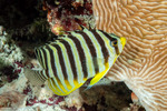 Paracentropyge