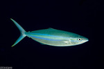 Elagatis