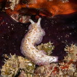 Rhabditophora