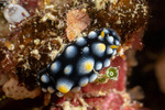 Phyllidia
