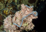 Synaptidae