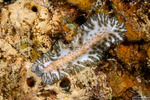 Rhabditophora