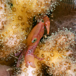 Crabs