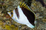 Butterflyfishes