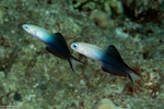 Perciformes