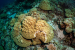Scleractinia