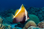 Butterflyfishes