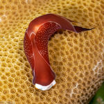 Sea Slugs