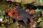 Holocentridae