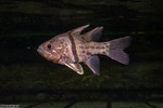 Sphaeramia