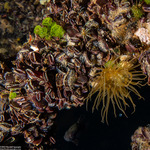 Bivalves