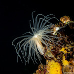 Anemones