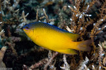 Ovalentaria