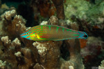 Labridae