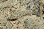 Gobiiformes