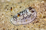 Mollusca