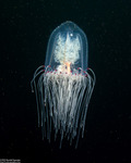 Corynidae