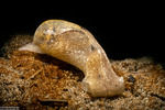 Cephalaspidea