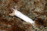Synaptidae