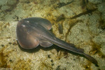 Neoselachii