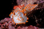 Triophinae