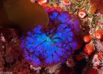 Rhodymeniales