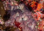 Polycitoridae