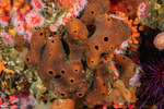 Niphatidae
