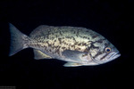 Sebastes (Sebastosomus)