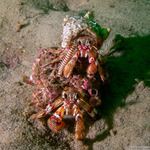Cheilonereis