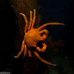Pugettia