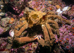 Brachyura