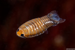 Cymothooidea