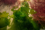 Ulva