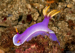 Miamirinae