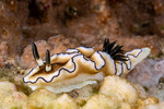 Doriprismatica