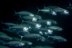 Scombriformes