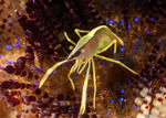 Allopontonia