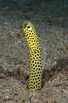Anguilliformes