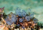 Clavelina