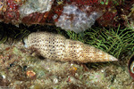 Neogastropoda