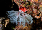 Protula