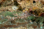 Urocaridella