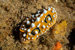 Phyllidia