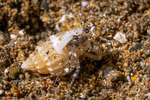 Catapagurus