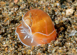 Naticinae