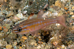 Apogonidae